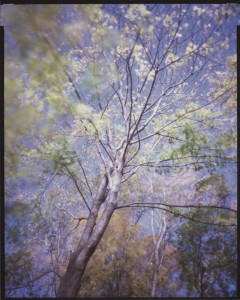 Bill_Westheimer_Wald_0118