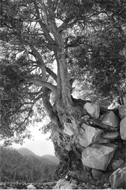 Tree Holding Rock_Yvette Lucas_mission