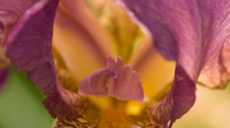 May 2011: Art in the Garden