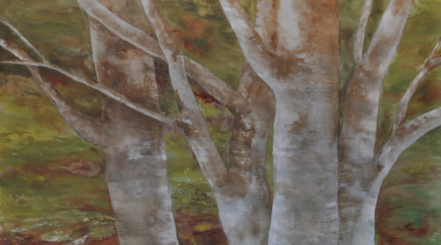 November 2011: The Value of Trees