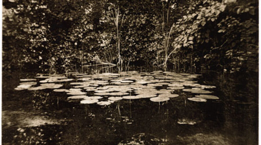 Yvette Lucas: Second Nature